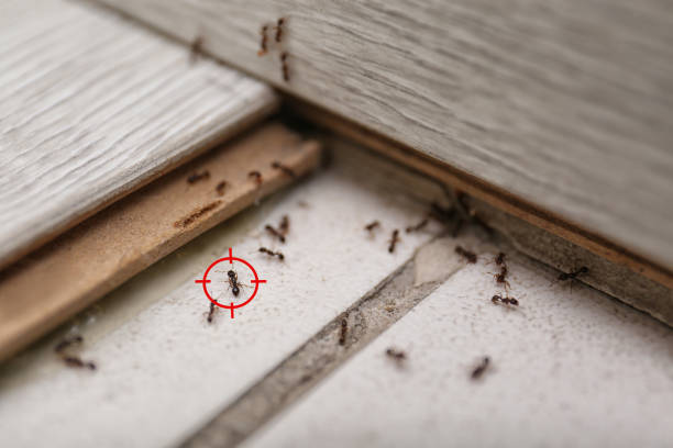 Best Ant Control Services  in Clinton, IA