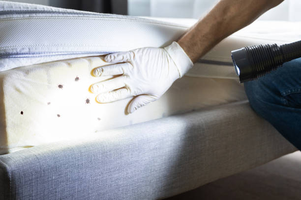Best Termite Control Services  in Clinton, IA