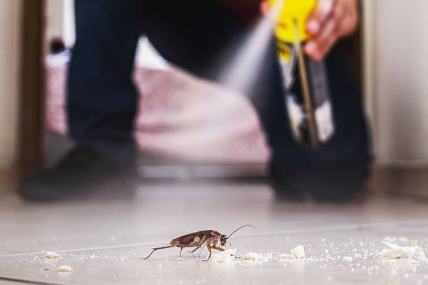 Best Ant Control Services  in Clinton, IA