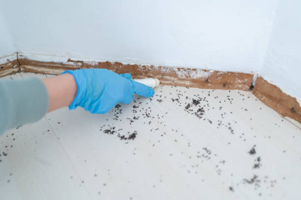 Professional Pest Control in Clinton, IA